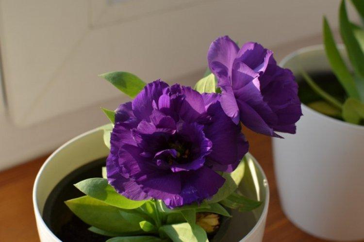 Osvetlenie - starostlivosť o Eustoma Osvetlenie - starostlivosť o Eustoma