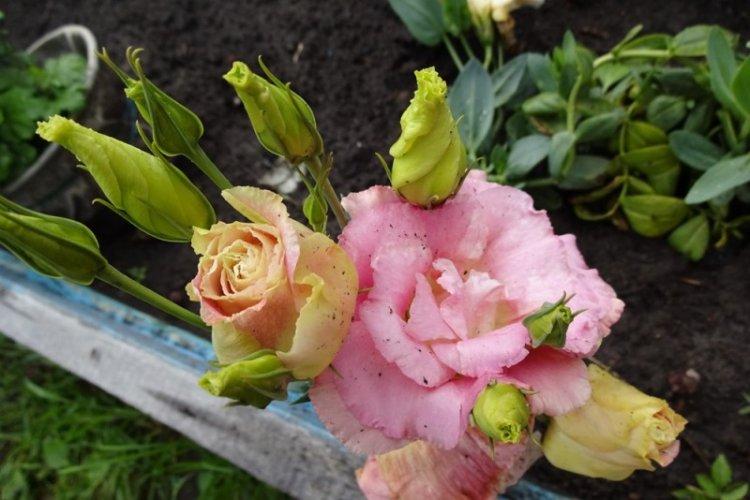 Polievanie - starostlivosť o Eustoma Polievanie - starostlivosť o Eustoma