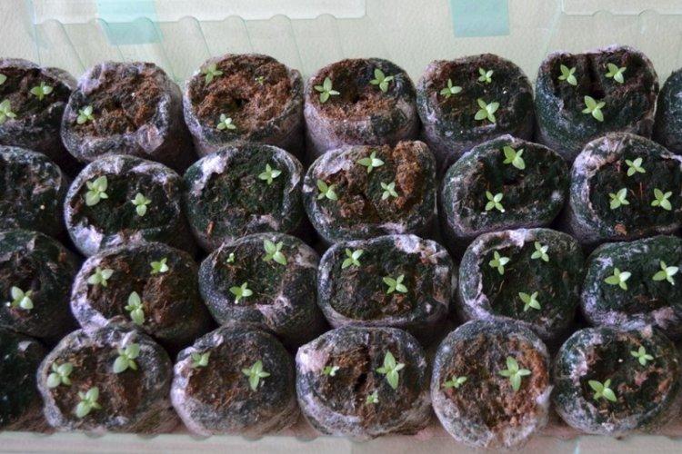 Pôda - starostlivosť o Eustoma Pôda - starostlivosť o Eustoma