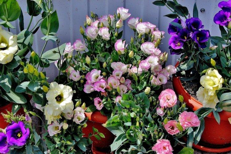 Transplantácia - starostlivosť o Eustoma Transplantácia - starostlivosť o Eustoma