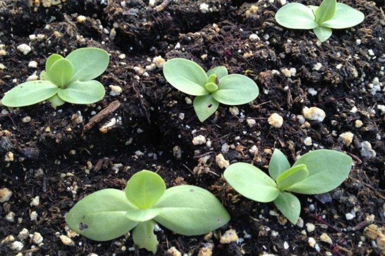Reprodukcia - starostlivosť o eustoma Reprodukcia - starostlivosť o eustoma