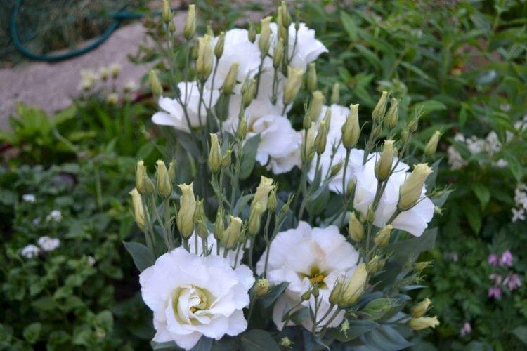 Reprodukcia - starostlivosť o eustoma Reprodukcia - starostlivosť o eustoma