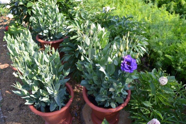 Zimovanie - Starostlivosť o eustoma Zimovanie - Starostlivosť o eustoma