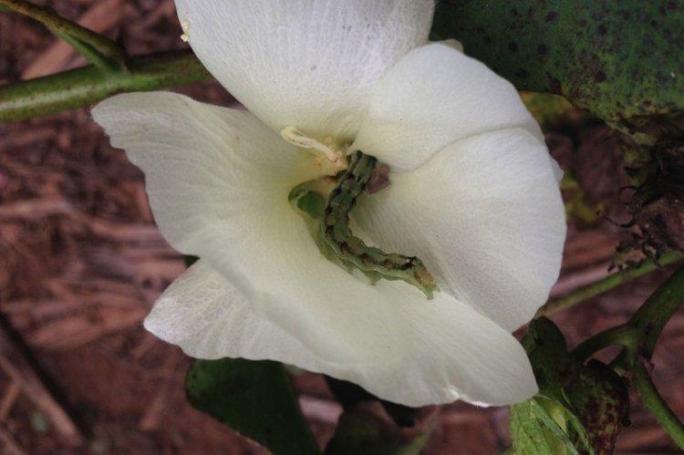 Kontrola škodcov a chorôb - Eustoma Kontrola škodcov a chorôb - Eustoma
