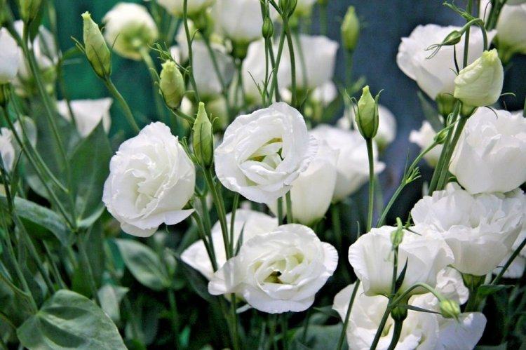 Eustoma - fotografia Eustoma - fotografia