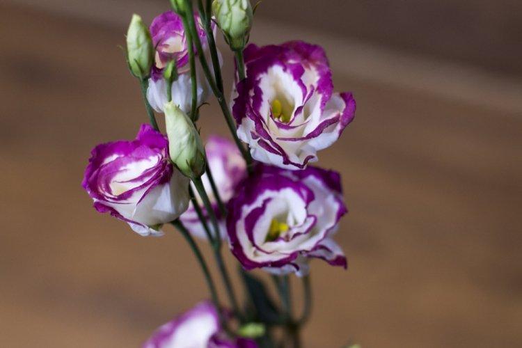 Eustoma - fotografia Eustoma - fotografia
