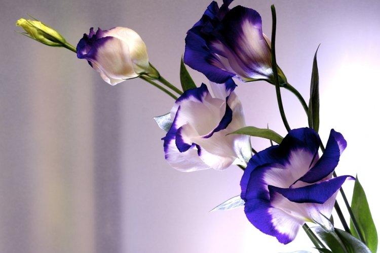 Eustoma - fotografia Eustoma - fotografia