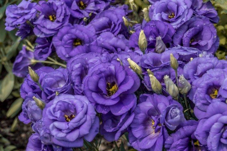 Eustoma - fotografia Eustoma - fotografia