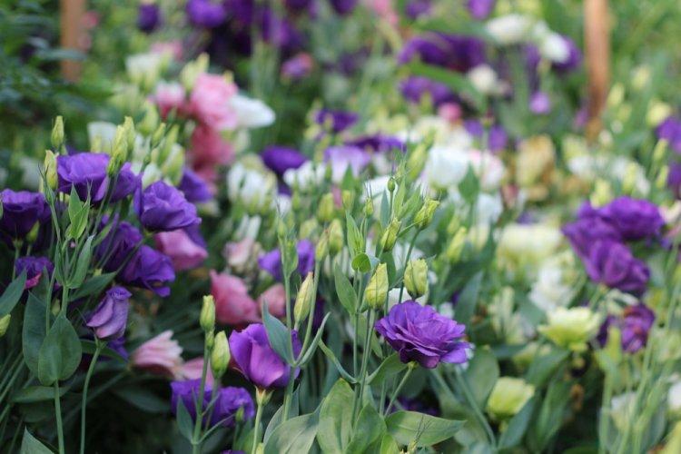 Eustoma - fotografia Eustoma - fotografia