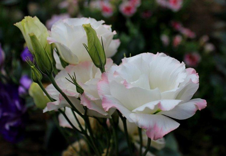 Eustoma - fotografia Eustoma - fotografia