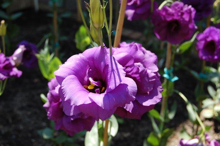 Eustoma - fotografia Eustoma - fotografia