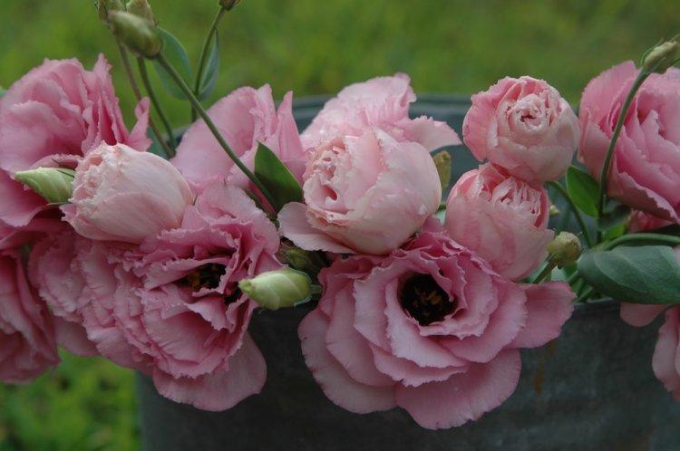 Eustoma - fotografia Eustoma - fotografia