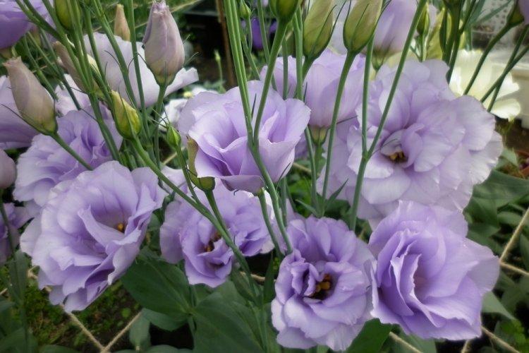 Eustoma - fotografia Eustoma - fotografia