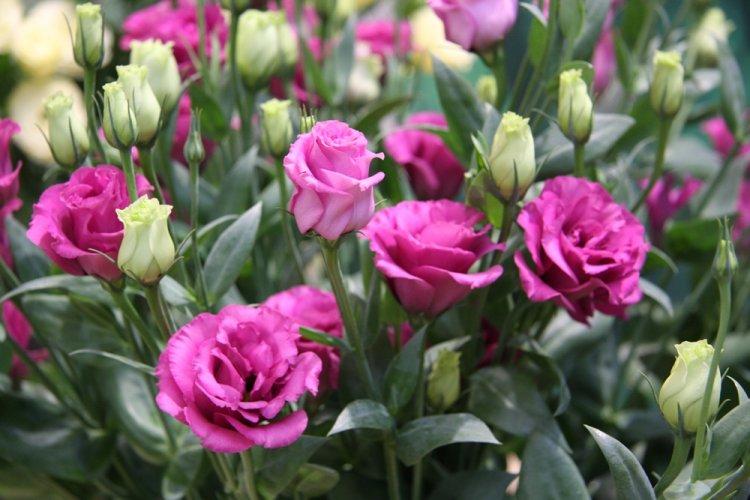 Eustoma - fotografia Eustoma - fotografia