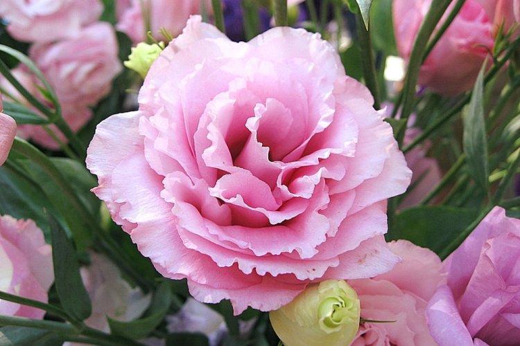Eustoma - fotografia Eustoma - fotografia