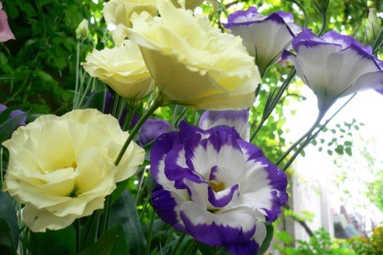 Eustoma - fotografia Eustoma - fotografia
