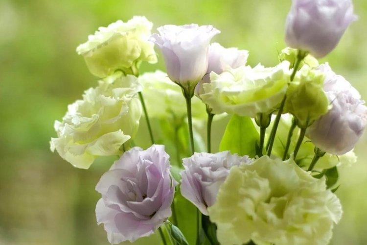 Eustoma - fotografia Eustoma - fotografia