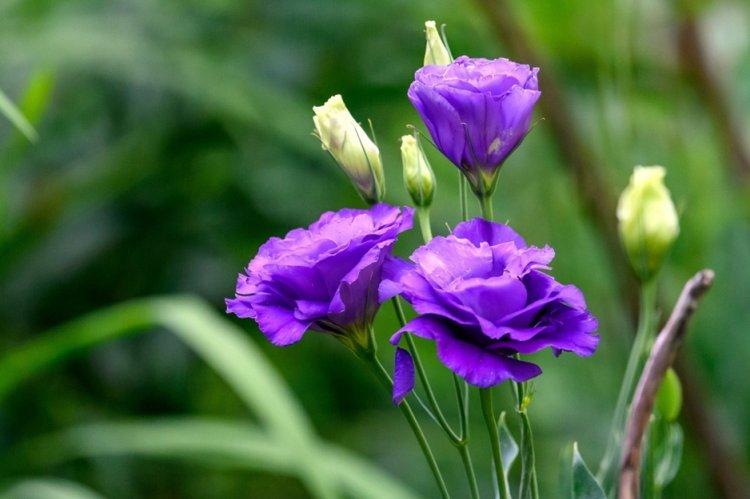 Eustoma - fotografia Eustoma - fotografia
