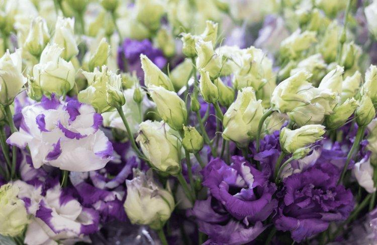 Eustoma - fotografia Eustoma - fotografia
