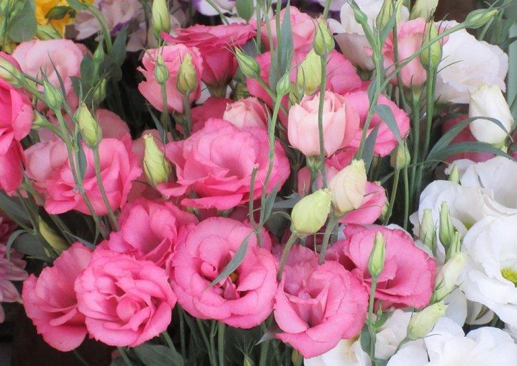 Eustoma - fotografia Eustoma - fotografia