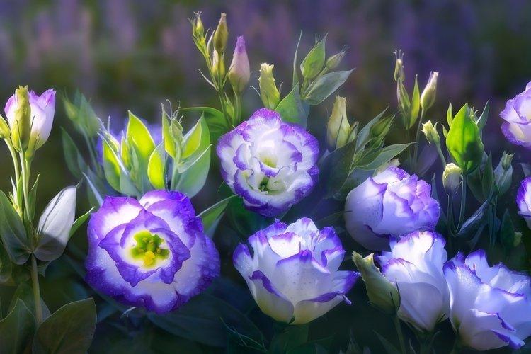Eustoma - fotografia Eustoma - fotografia