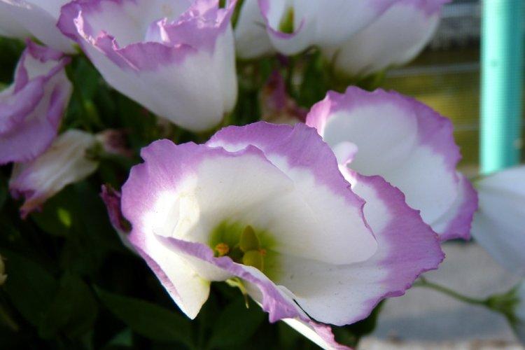 Eustoma - fotografia Eustoma - fotografia