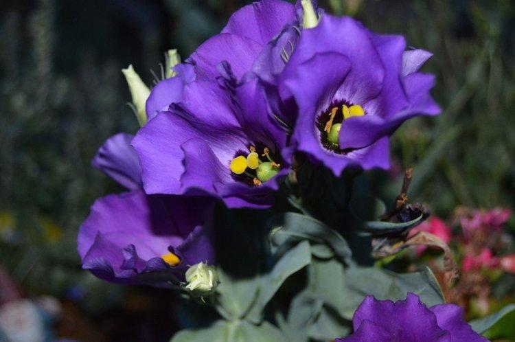 Eustoma - fotografia Eustoma - fotografia
