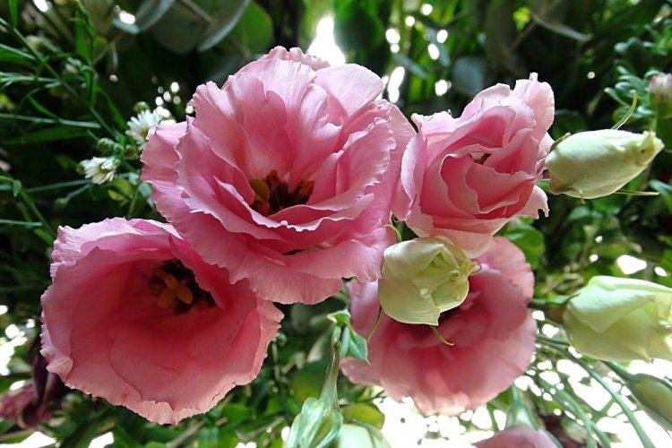 Eustoma - fotografia Eustoma - fotografia