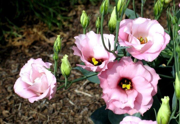 Eustoma - fotografia Eustoma - fotografia