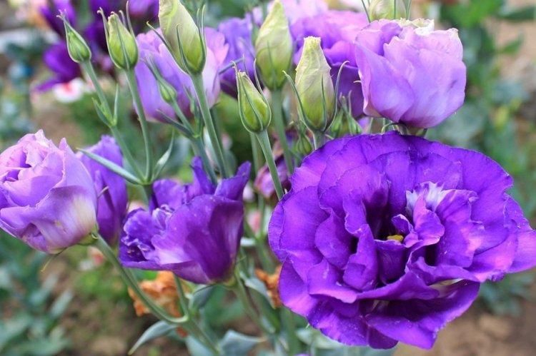 Eustoma - fotografia Eustoma - fotografia