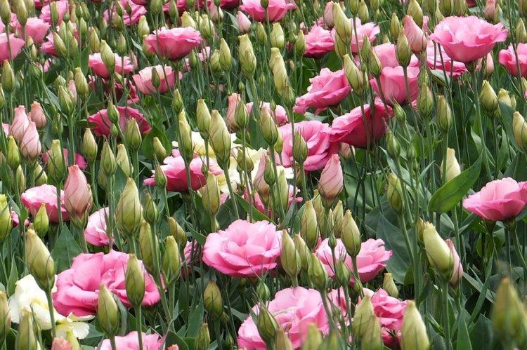 Eustoma - fotografia Eustoma - fotografia