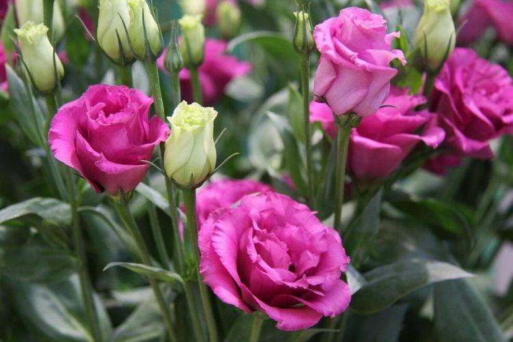 Eustoma - fotografia Eustoma - fotografia