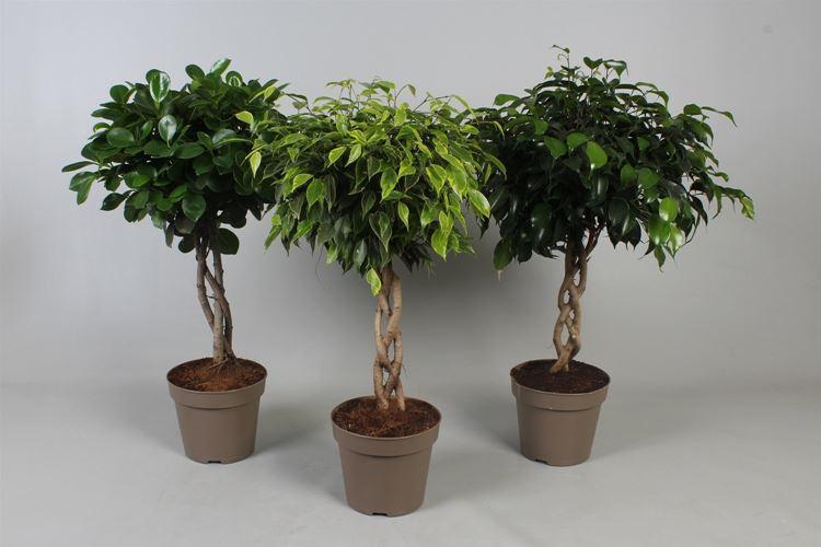 Ficus Benjamin (60 fotografií): odrody a vlastnosti starostlivosti Ficus Benjamin (60 fotografií): odrody a vlastnosti starostlivosti