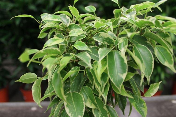 Všeobecné informácie - Ficus Benjamina Všeobecné informácie - Ficus Benjamina