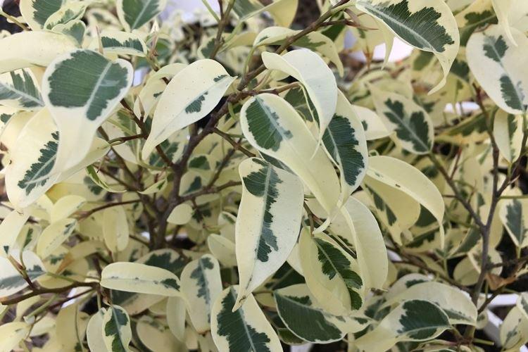 Ficus Benjamin Starlight Ficus Benjamin Starlight