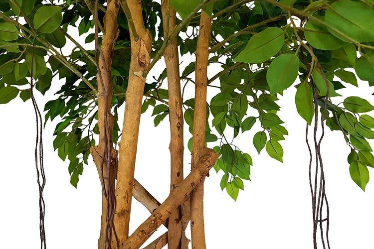 Ficus Benjamin Exotic Ficus Benjamin Exotic
