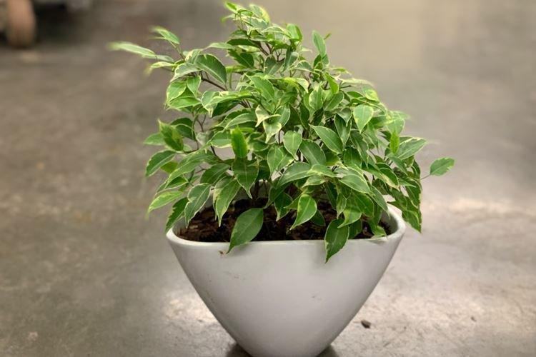 Ficus Benjamin Kinky Ficus Benjamin Kinky