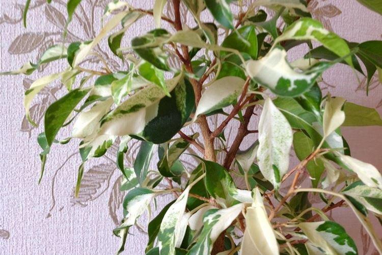 Ficus Benjamin Curley Ficus Benjamin Curley