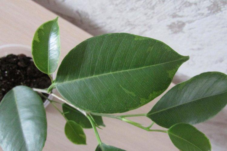 Ficus Benjamina Baft Ficus Benjamina Baft
