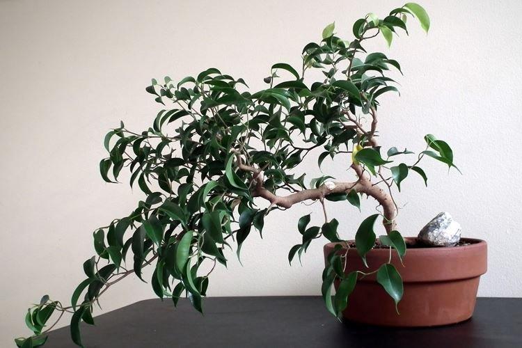 Ficus Benjamin Wiandy Ficus Benjamin Wiandy