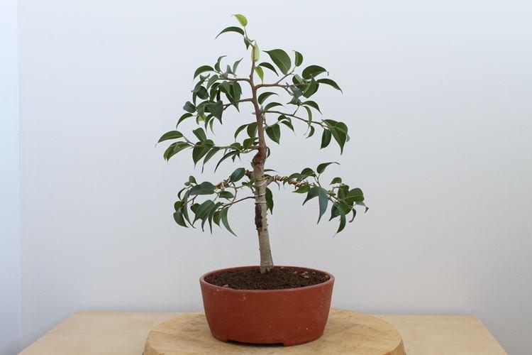 Teplota - Benjamin Ficus Care Teplota - Benjamin Ficus Care