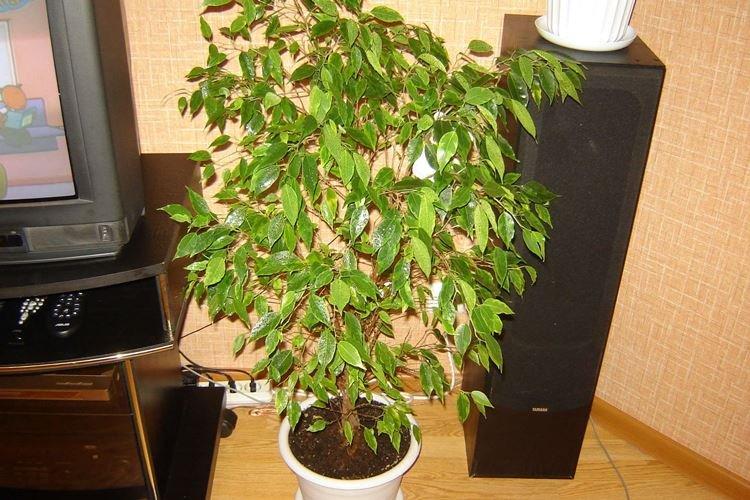 Osvetlenie - Benjamin Ficus Care Osvetlenie - Benjamin Ficus Care