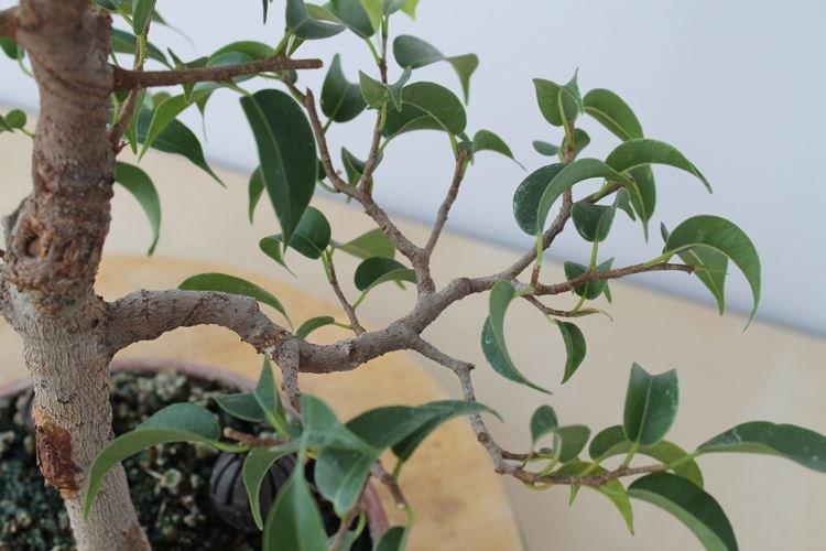 Pôda - Benjamin Ficus Care Pôda - Benjamin Ficus Care