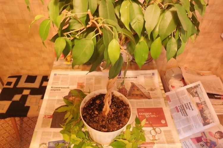 Prerezávanie - Starostlivosť Benjamina Ficusa Prerezávanie - Starostlivosť Benjamina Ficusa