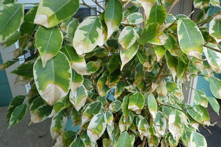 Kontrola škodcov a chorôb - Ficus Benjamina Kontrola škodcov a chorôb - Ficus Benjamina