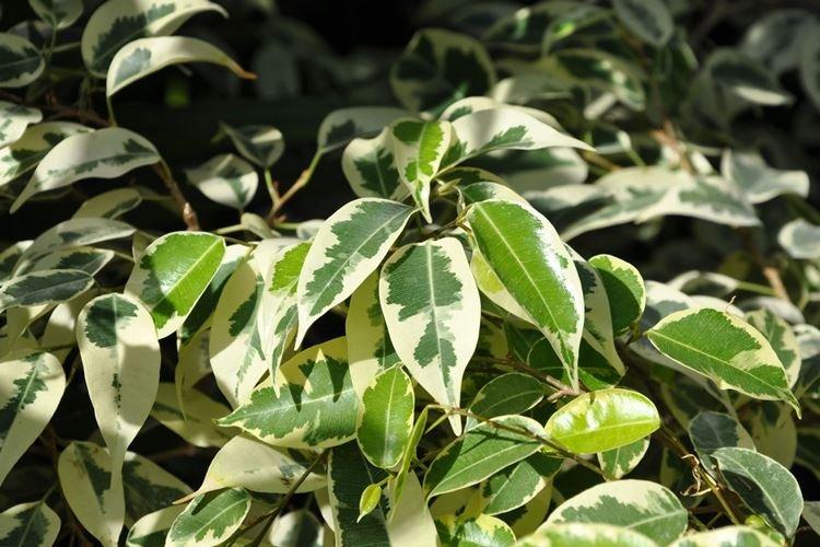 Ficus Benjamin - foto Ficus Benjamin - foto