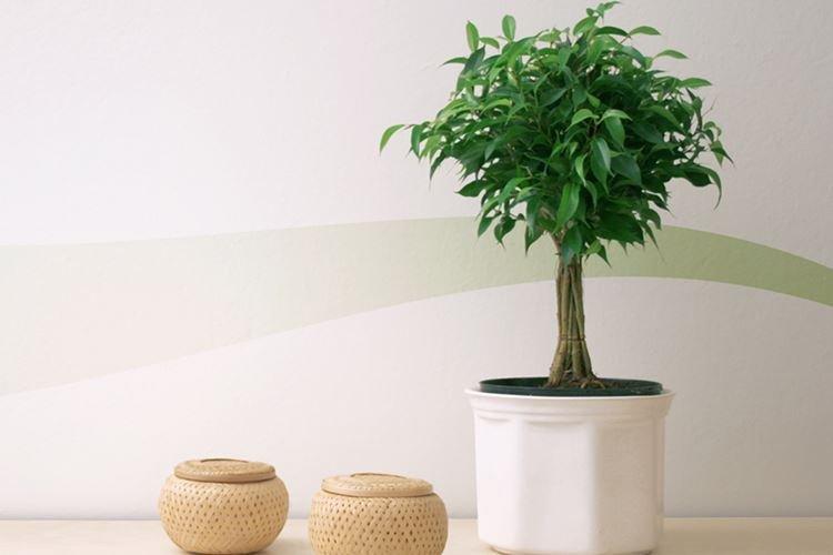 Ficus Benjamin - foto Ficus Benjamin - foto