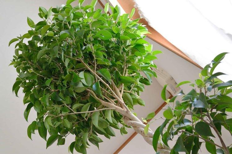 Ficus Benjamin - foto Ficus Benjamin - foto