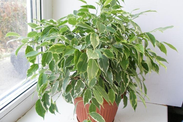 Ficus Benjamin - foto Ficus Benjamin - foto