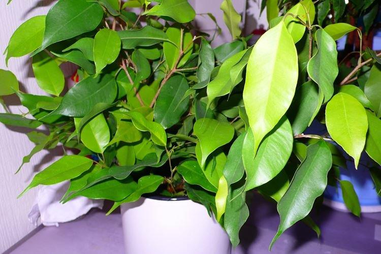 Ficus Benjamin - foto Ficus Benjamin - foto